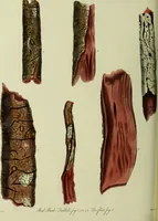 An illustration from Hortus medicus, or figures and descriptions of the more important plants used in medicine, or possessed of poisonous qualities; with their medical properties, chemical analysis, &c. &c. ... The chemical and medical departments by John Davie Morries / by George Graves. (1834)