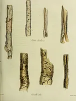 An illustration from Hortus medicus, or figures and descriptions of the more important plants used in medicine, or possessed of poisonous qualities; with their medical properties, chemical analysis, &c. &c. ... The chemical and medical departments by John Davie Morries / by George Graves. (1834)