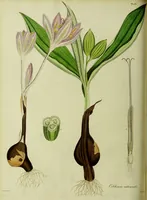 An illustration from Hortus medicus, or figures and descriptions of the more important plants used in medicine, or possessed of poisonous qualities; with their medical properties, chemical analysis, &c. &c. ... The chemical and medical departments by John Davie Morries / by George Graves. (1834)