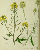 An illustration from Hortus medicus, or figures and descriptions of the more important plants used in medicine, or possessed of poisonous qualities; with their medical properties, chemical analysis, &c. &c. ... The chemical and medical departments by John Davie Morries / by George Graves. (1834)