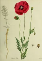 An illustration from Hortus medicus, or figures and descriptions of the more important plants used in medicine, or possessed of poisonous qualities; with their medical properties, chemical analysis, &c. &c. ... The chemical and medical departments by John Davie Morries / by George Graves. (1834)
