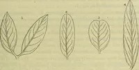 An illustration from Hortus medicus, or figures and descriptions of the more important plants used in medicine, or possessed of poisonous qualities; with their medical properties, chemical analysis, &c. &c. ... The chemical and medical departments by John Davie Morries / by George Graves. (1834)