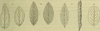 An illustration from Hortus medicus, or figures and descriptions of the more important plants used in medicine, or possessed of poisonous qualities; with their medical properties, chemical analysis, &c. &c. ... The chemical and medical departments by John Davie Morries / by George Graves. (1834)