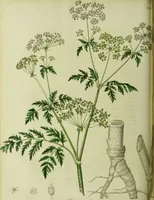 An illustration from Hortus medicus, or figures and descriptions of the more important plants used in medicine, or possessed of poisonous qualities; with their medical properties, chemical analysis, &c. &c. ... The chemical and medical departments by John Davie Morries / by George Graves. (1834)