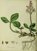 An illustration from Hortus medicus, or figures and descriptions of the more important plants used in medicine, or possessed of poisonous qualities; with their medical properties, chemical analysis, &c. &c. ... The chemical and medical departments by John Davie Morries / by George Graves. (1834)