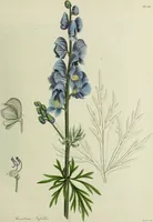 An illustration from Hortus medicus, or figures and descriptions of the more important plants used in medicine, or possessed of poisonous qualities; with their medical properties, chemical analysis, &c. &c. ... The chemical and medical departments by John Davie Morries / by George Graves. (1834)