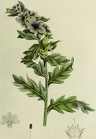 An illustration from Hortus medicus, or figures and descriptions of the more important plants used in medicine, or possessed of poisonous qualities; with their medical properties, chemical analysis, &c. &c. ... The chemical and medical departments by John Davie Morries / by George Graves. (1834)