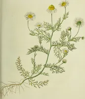 An illustration from Hortus medicus, or figures and descriptions of the more important plants used in medicine, or possessed of poisonous qualities; with their medical properties, chemical analysis, &c. &c. ... The chemical and medical departments by John Davie Morries / by George Graves. (1834)