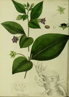 An illustration from Hortus medicus, or figures and descriptions of the more important plants used in medicine, or possessed of poisonous qualities; with their medical properties, chemical analysis, &c. &c. ... The chemical and medical departments by John Davie Morries / by George Graves. (1834)