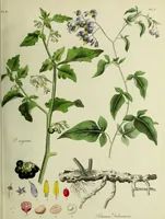 An illustration from Hortus medicus, or figures and descriptions of the more important plants used in medicine, or possessed of poisonous qualities; with their medical properties, chemical analysis, &c. &c. ... The chemical and medical departments by John Davie Morries / by George Graves. (1834)
