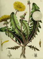 An illustration from Hortus medicus, or figures and descriptions of the more important plants used in medicine, or possessed of poisonous qualities; with their medical properties, chemical analysis, &c. &c. ... The chemical and medical departments by John Davie Morries / by George Graves. (1834)