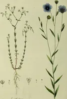 An illustration from Hortus medicus, or figures and descriptions of the more important plants used in medicine, or possessed of poisonous qualities; with their medical properties, chemical analysis, &c. &c. ... The chemical and medical departments by John Davie Morries / by George Graves. (1834)