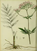 An illustration from Hortus medicus, or figures and descriptions of the more important plants used in medicine, or possessed of poisonous qualities; with their medical properties, chemical analysis, &c. &c. ... The chemical and medical departments by John Davie Morries / by George Graves. (1834)