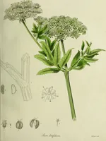 An illustration from Hortus medicus, or figures and descriptions of the more important plants used in medicine, or possessed of poisonous qualities; with their medical properties, chemical analysis, &c. &c. ... The chemical and medical departments by John Davie Morries / by George Graves. (1834)