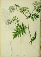 An illustration from Hortus medicus, or figures and descriptions of the more important plants used in medicine, or possessed of poisonous qualities; with their medical properties, chemical analysis, &c. &c. ... The chemical and medical departments by John Davie Morries / by George Graves. (1834)