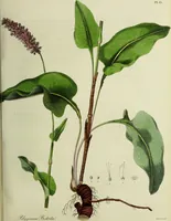 An illustration from Hortus medicus, or figures and descriptions of the more important plants used in medicine, or possessed of poisonous qualities; with their medical properties, chemical analysis, &c. &c. ... The chemical and medical departments by John Davie Morries / by George Graves. (1834)