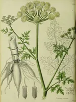 An illustration from Hortus medicus, or figures and descriptions of the more important plants used in medicine, or possessed of poisonous qualities; with their medical properties, chemical analysis, &c. &c. ... The chemical and medical departments by John Davie Morries / by George Graves. (1834)