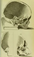 An illustration from Illustrations of phrenology : with engravings / by Sir G. S. Mackenzie. (1820)