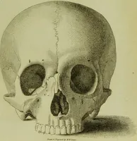 An illustration from Illustrations of phrenology : with engravings / by Sir G. S. Mackenzie. (1820)