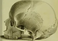 An illustration from Illustrations of phrenology : with engravings / by Sir G. S. Mackenzie. (1820)