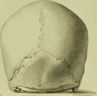Picture 12 of 21 from Illustrations of phrenology : with engravings / by Sir G. S. Mackenzie. (1820), leaf 309