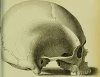 An illustration from Illustrations of phrenology : with engravings / by Sir G. S. Mackenzie. (1820)