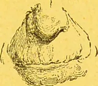 An illustration from La physionomie chez l'homme et chez les animaux, dans ses rapports avec l'expression des émotions et des sentiments / S. Schack. (1887)