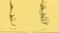 Picture 14 of 36 from La physionomie chez l'homme et chez les animaux, dans ses rapports avec l'expression des émotions et des sentiments / S. Schack. (1887), leaf 157