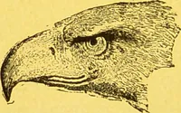 Picture 18 of 36 from La physionomie chez l'homme et chez les animaux, dans ses rapports avec l'expression des émotions et des sentiments / S. Schack. (1887), leaf 276