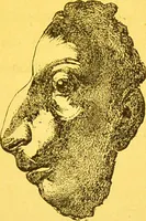 An illustration from La physionomie chez l'homme et chez les animaux, dans ses rapports avec l'expression des émotions et des sentiments / S. Schack. (1887)