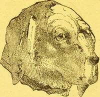 Picture 26 of 36 from La physionomie chez l'homme et chez les animaux, dans ses rapports avec l'expression des émotions et des sentiments / S. Schack. (1887), leaf 316