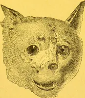 Picture 28 of 36 from La physionomie chez l'homme et chez les animaux, dans ses rapports avec l'expression des émotions et des sentiments / S. Schack. (1887), leaf 327