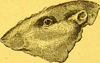 Picture 34 of 36 from La physionomie chez l'homme et chez les animaux, dans ses rapports avec l'expression des émotions et des sentiments / S. Schack. (1887), leaf 369