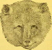 Picture 35 of 36 from La physionomie chez l'homme et chez les animaux, dans ses rapports avec l'expression des émotions et des sentiments / S. Schack. (1887), leaf 374