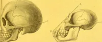 Picture 3 of 36 from La physionomie chez l'homme et chez les animaux, dans ses rapports avec l'expression des émotions et des sentiments / S. Schack. (1887), leaf 49