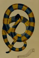 An illustration from Medical zoology, and mineralogy : or, illustrations and descriptions of the animals and minerals employed in medicine, and of the preparations derived from them: including also an account of animal and mineral poisons: with figures coloured from nature / by John Stephenson. (1838)