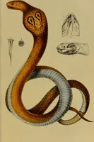 An illustration from Medical zoology, and mineralogy : or, illustrations and descriptions of the animals and minerals employed in medicine, and of the preparations derived from them: including also an account of animal and mineral poisons: with figures coloured from nature / by John Stephenson. (1838)