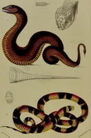 An illustration from Medical zoology, and mineralogy : or, illustrations and descriptions of the animals and minerals employed in medicine, and of the preparations derived from them: including also an account of animal and mineral poisons: with figures coloured from nature / by John Stephenson. (1838)