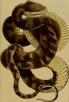An illustration from Medical zoology, and mineralogy : or, illustrations and descriptions of the animals and minerals employed in medicine, and of the preparations derived from them: including also an account of animal and mineral poisons: with figures coloured from nature / by John Stephenson. (1838)