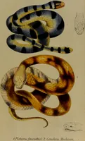 An illustration from Medical zoology, and mineralogy : or, illustrations and descriptions of the animals and minerals employed in medicine, and of the preparations derived from them: including also an account of animal and mineral poisons: with figures coloured from nature / by John Stephenson. (1838)