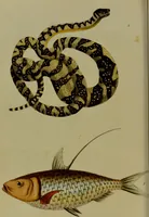 An illustration from Medical zoology, and mineralogy : or, illustrations and descriptions of the animals and minerals employed in medicine, and of the preparations derived from them: including also an account of animal and mineral poisons: with figures coloured from nature / by John Stephenson. (1838)