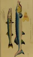 An illustration from Medical zoology, and mineralogy : or, illustrations and descriptions of the animals and minerals employed in medicine, and of the preparations derived from them: including also an account of animal and mineral poisons: with figures coloured from nature / by John Stephenson. (1838)