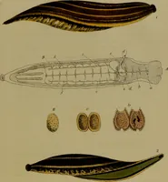 An illustration from Medical zoology, and mineralogy : or, illustrations and descriptions of the animals and minerals employed in medicine, and of the preparations derived from them: including also an account of animal and mineral poisons: with figures coloured from nature / by John Stephenson. (1838)