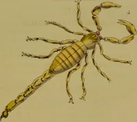 An illustration from Medical zoology, and mineralogy : or, illustrations and descriptions of the animals and minerals employed in medicine, and of the preparations derived from them: including also an account of animal and mineral poisons: with figures coloured from nature / by John Stephenson. (1838)