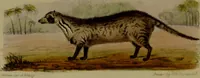 An illustration from Medical zoology, and mineralogy : or, illustrations and descriptions of the animals and minerals employed in medicine, and of the preparations derived from them: including also an account of animal and mineral poisons: with figures coloured from nature / by John Stephenson. (1838)