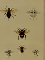 An illustration from Medical zoology, and mineralogy : or, illustrations and descriptions of the animals and minerals employed in medicine, and of the preparations derived from them: including also an account of animal and mineral poisons: with figures coloured from nature / by John Stephenson. (1838)