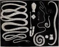 An illustration from Medical zoology, and mineralogy : or, illustrations and descriptions of the animals and minerals employed in medicine, and of the preparations derived from them: including also an account of animal and mineral poisons: with figures coloured from nature / by John Stephenson. (1838)