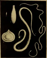 An illustration from Medical zoology, and mineralogy : or, illustrations and descriptions of the animals and minerals employed in medicine, and of the preparations derived from them: including also an account of animal and mineral poisons: with figures coloured from nature / by John Stephenson. (1838)