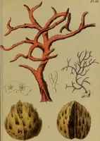 An illustration from Medical zoology, and mineralogy : or, illustrations and descriptions of the animals and minerals employed in medicine, and of the preparations derived from them: including also an account of animal and mineral poisons: with figures coloured from nature / by John Stephenson. (1838)