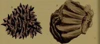 An illustration from Medical zoology, and mineralogy : or, illustrations and descriptions of the animals and minerals employed in medicine, and of the preparations derived from them: including also an account of animal and mineral poisons: with figures coloured from nature / by John Stephenson. (1838)